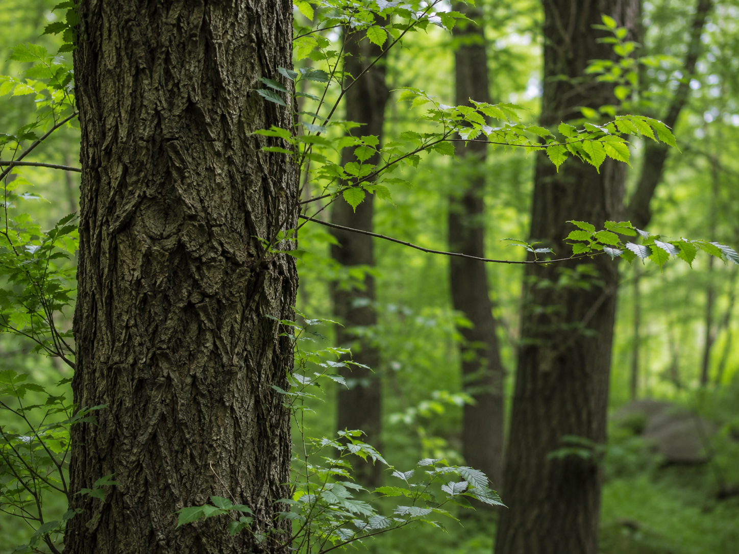 Elm tree trunk and leaves in a green forest